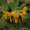 Lonicera tellmanniana