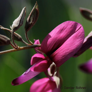 Lespedeza thunbergii