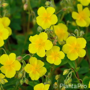 Helianthemum'Sterntaler'