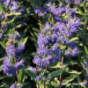 Caryopteris clandonensis (x)'Heavenly Blue'