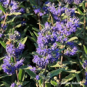 Caryopteris clandonensis (x)'Heavenly Blue'