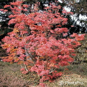 Enkianthus campanulatus