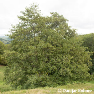 Alnus glutinosa