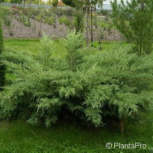 Juniperus virginiana'Hetz'