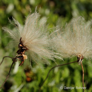 Dryas suendermannii (x)