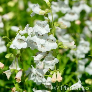 Penstemon'Alba'