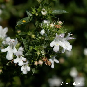 Satureja montanassp. montana