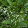 Chionanthus virginicus