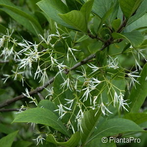 Chionanthus virginicus