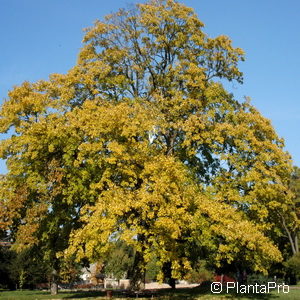 Acer pseudoplatanus