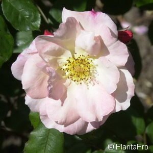 Strauchrose'Clair Matin'