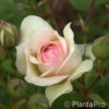 Englische Rose'Perdita' (R)