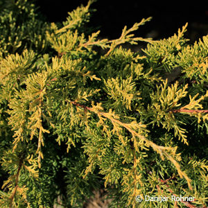 Juniperus chinensis'Plumosa Aurea'