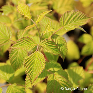 Rubus (Himbeere)'Meeker'