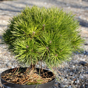 Pinus leucodermis'Schmidtii'