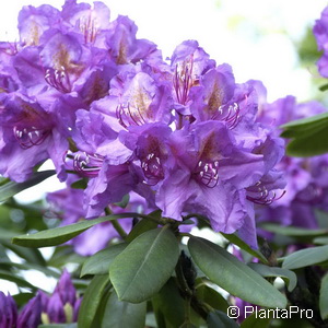 Rhododendron (Catawbiense-Gruppe)'Lee's Dark Purple'