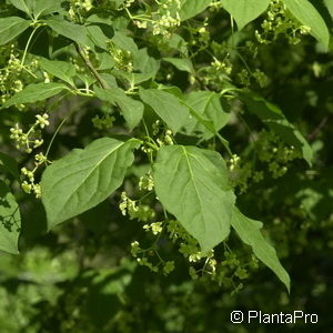 Euonymus planipes