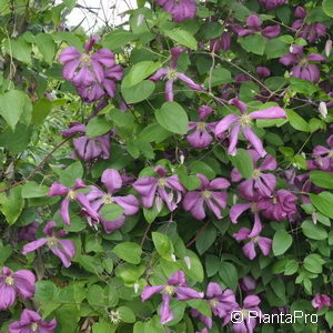 Clematis viticella'Kermesina'