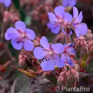 Geranium'Hocus Pocus'