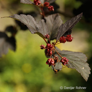 Physocarpus opulifolius'Diabolo'