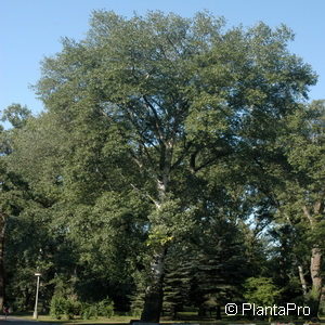 Populus tremula