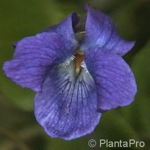 Viola odorata'Königin Charlotte'