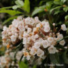 Kalmia latifolia