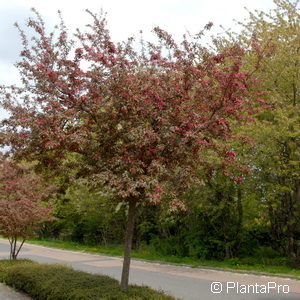 Malus'Royalty'