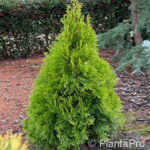 Thuja occidentalis'Golden Smaragd'