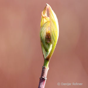 Cornus alba'Elegantissima'