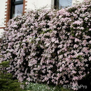 Clematis montana'Superba'