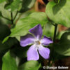 Vinca major