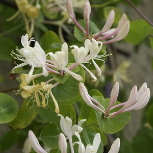 Lonicera caprifolium