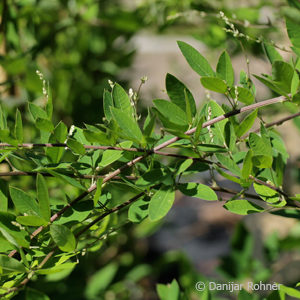 Lespedeza thunbergii