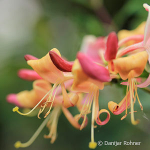 Lonicera periclymenum'Serotina'