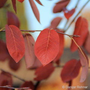 Amelanchier lamarckii