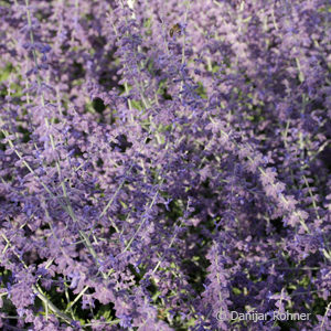 Perovskia atriplicifolia'Blue Spire'