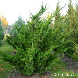 Juniperus chinensis'Kaizuka'