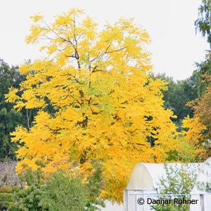 Gymnocladus dioica