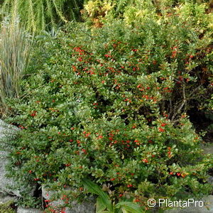 Berberis thunbergii'Kobold'