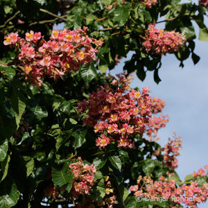 Aesculus carnea (x)'Briotii'