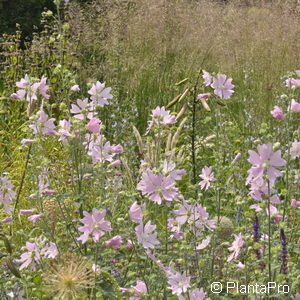 Lavatera thuringiaca