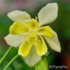 Aquilegia caeruleagelb