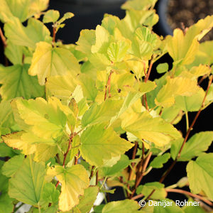 Physocarpus opulifolius'Dart's Gold'