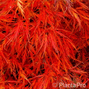 Acer palmatum'Ornatum'