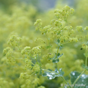 Alchemilla mollis