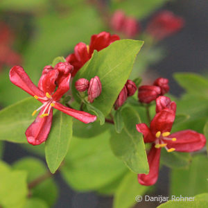 Lonicera tatarica'Arnold Red'