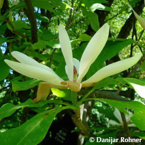 Magnolia tripetala