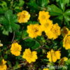 Potentilla crantzii'Goldrausch'