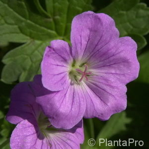 Geranium riversleaianum (x)'Mavis Simpson'